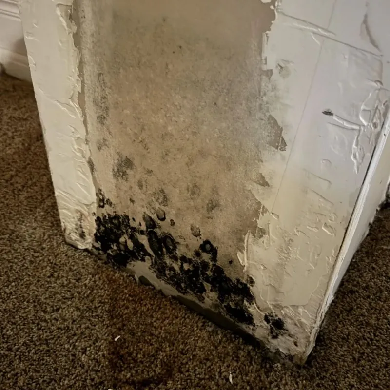 Professional Mold Removal in Mono County, CA